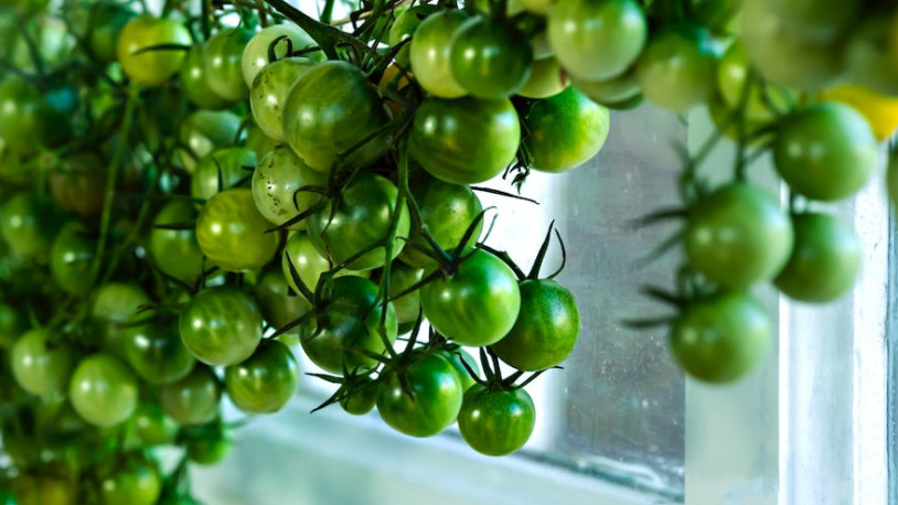a hanging tomatoe plant